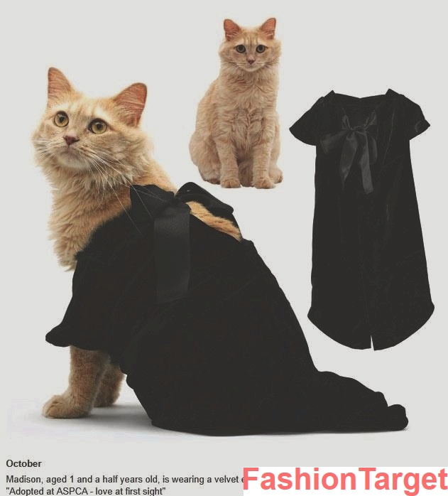 Ваш кот может сняться в рекламе модного бренда (united bamboo, кошки, рекламная компания, Мода и стиль, Одежда)