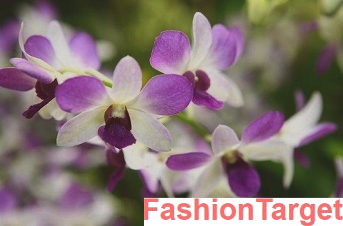 Орхидеи (запах, орхидеи, цветы, Все остальное, Интерьер)