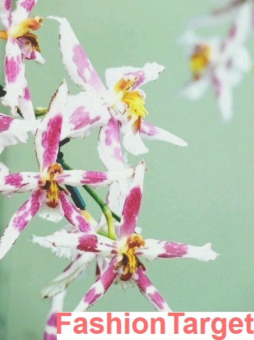 Орхидеи (запах, орхидеи, цветы, Все остальное, Интерьер)